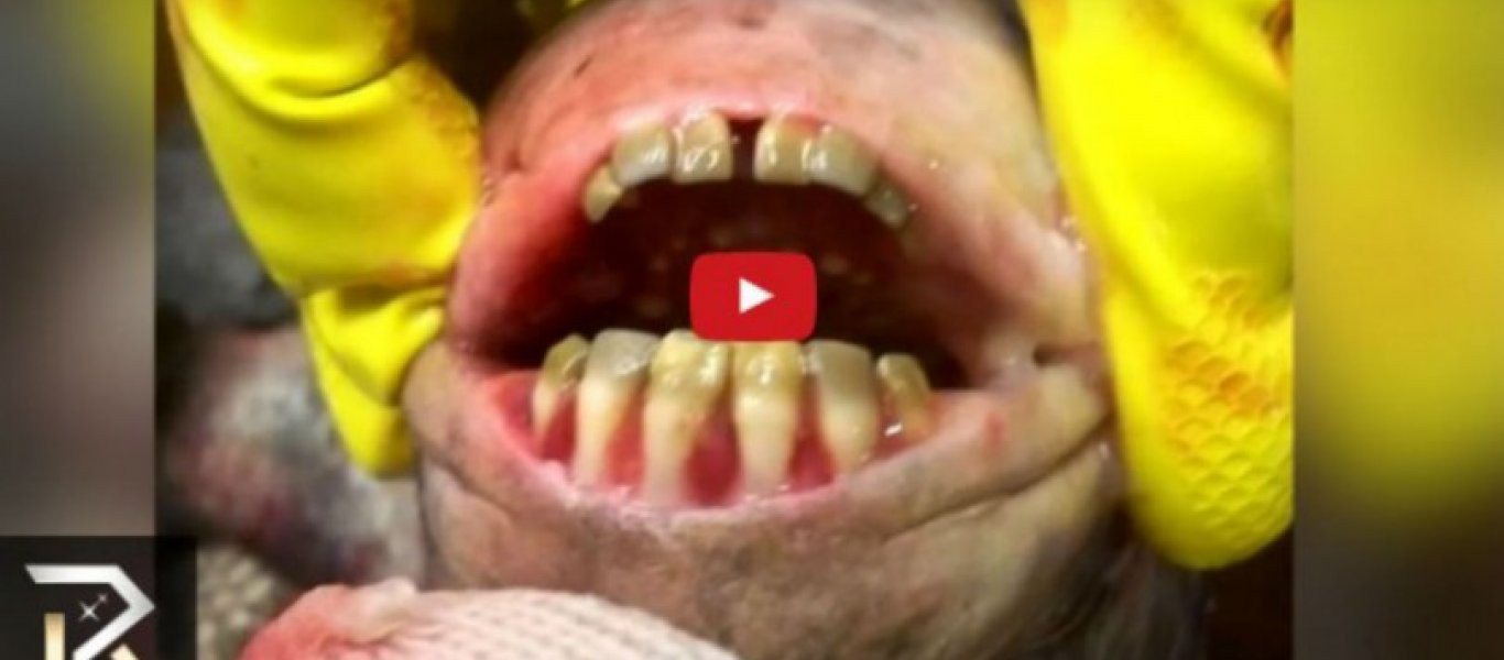 Δέκα σοκαριστικά πλάσματα από «άλλο πλανήτη»! (βίντεο)